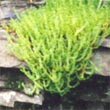 rocks